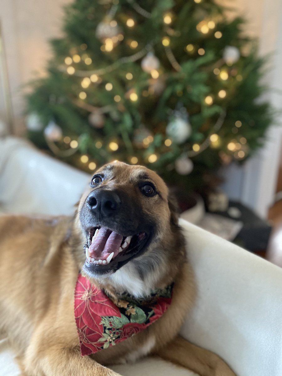 DaniJoy94's tweet photo. @dog_rates @bestfriends @Trupanion Merry Christmas from Honey Bear! https://t.co/WXC2OTgAxS