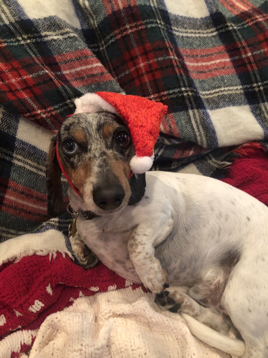 sjwhel's tweet photo. @dog_rates @bestfriends @Trupanion Merry Christmas from Archie! https://t.co/HGKqjNO4Pg