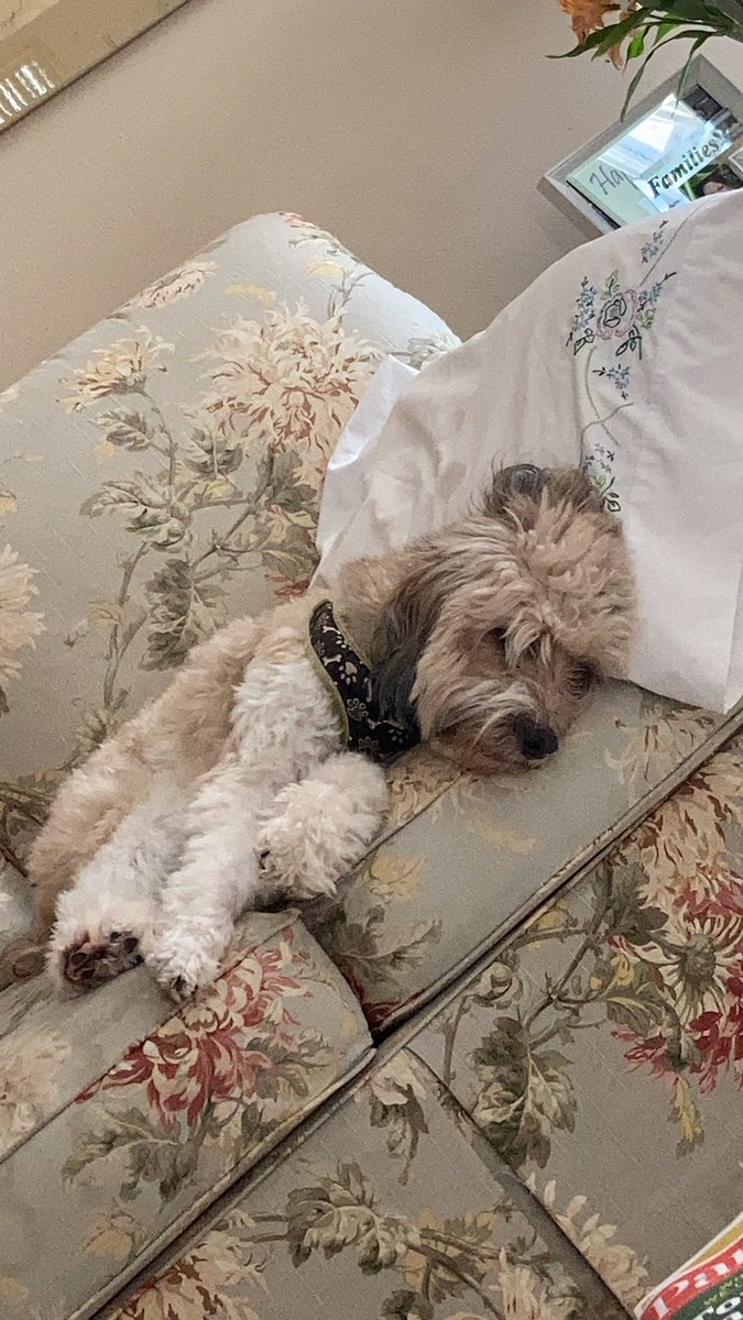 sawaj75's tweet photo. @dog_rates @bestfriends @Trupanion All tuckered out chasing the balls from the tree that he’s able to knock off. https://t.co/i8iMtBzKKb