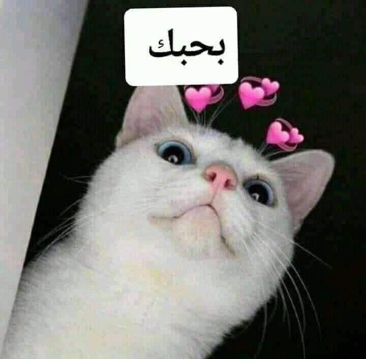 oSWuPePp14A2zBP's tweet photo. @GhadaAltwab https://t.co/qxTIayl5T3