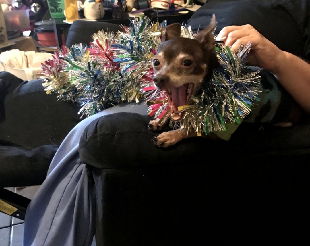 Khismet's tweet photo. @dog_rates @bestfriends @Trupanion https://t.co/MahzejAeom