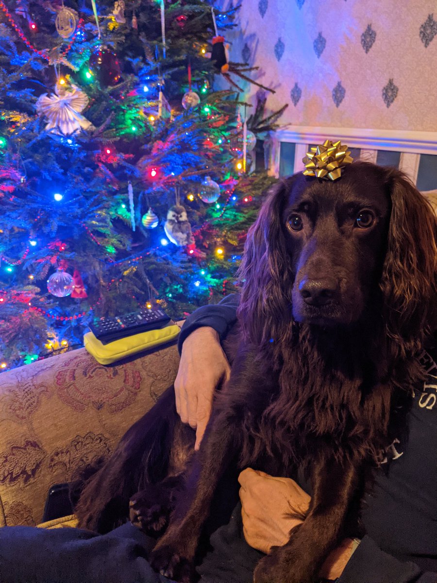 melonpea's tweet photo. @dog_rates @bestfriends @Trupanion Cooper is not impressed by his new bow 😅 https://t.co/8B6tx8FcpQ
