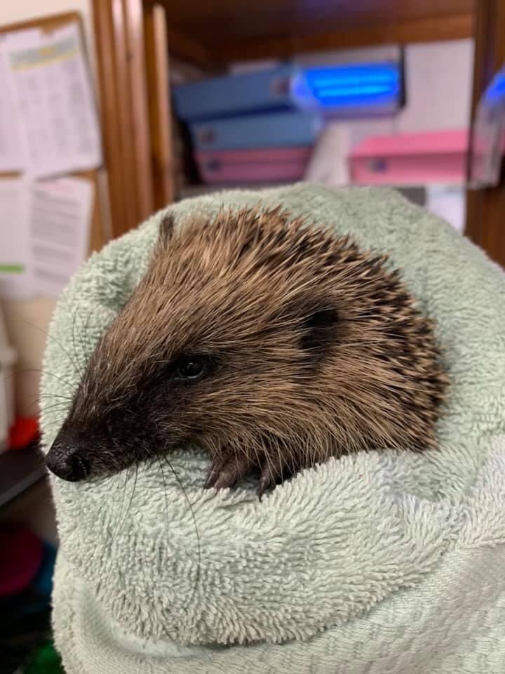 Welcome to tired little Hedge from Bebington ❤️

She was spotted out in the daytime, so her finder’s brought her to us ❤️

She is half the size she should be for hibernation, so we will keep her safe here &amp; fatten her up ready to be released next spring❤️

#BeTheirAmbulance