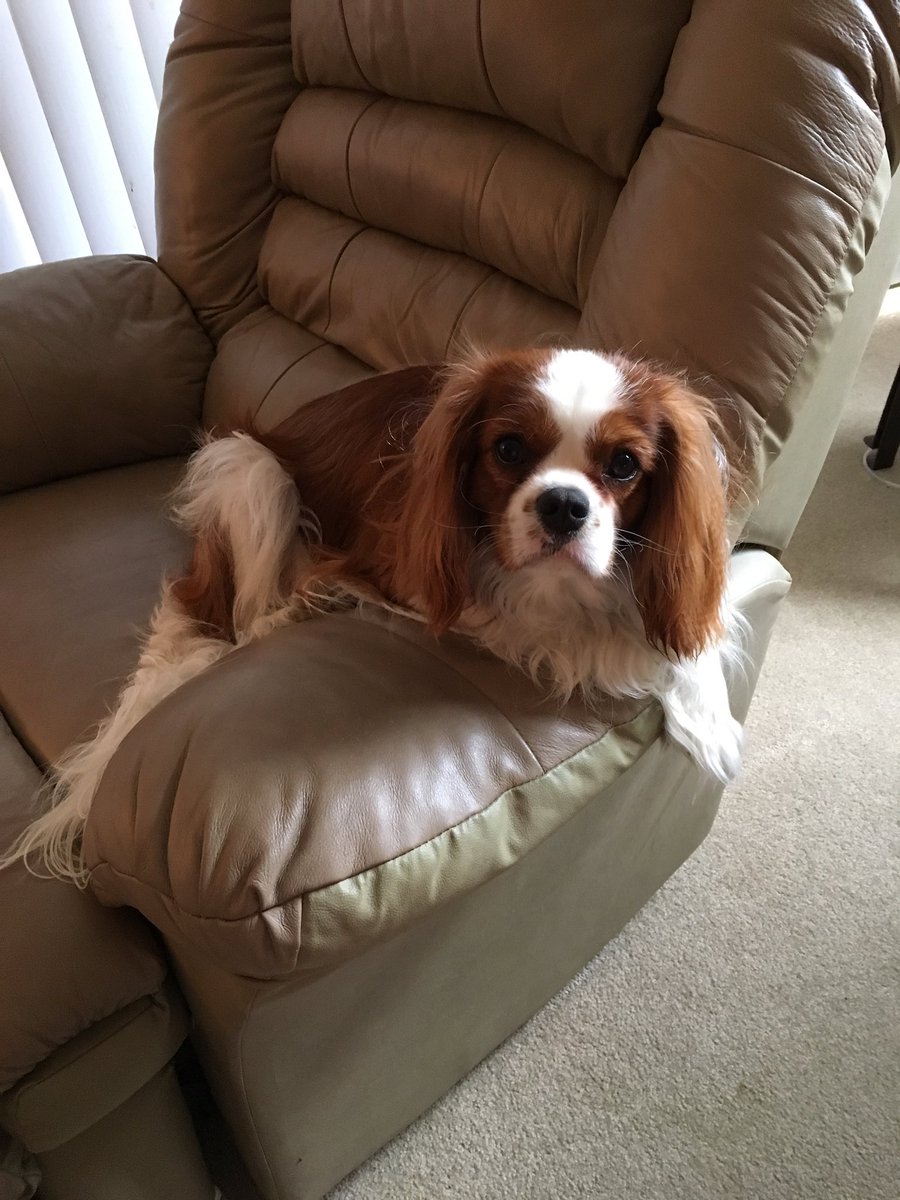 LeskoLori's tweet photo. @dog_rates @bestfriends @Trupanion Riley loves this account! https://t.co/I1vetgutef
