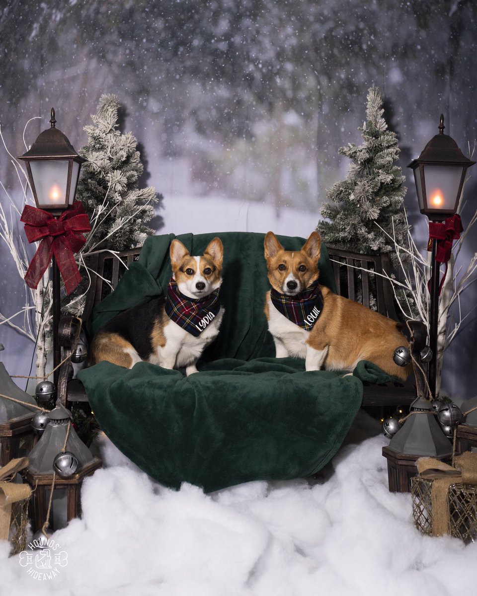 Rachel_HRPro's tweet photo. @dog_rates @bestfriends @Trupanion @dog_rates Louie &amp; Lydia are feeling festive and eager to join in. https://t.co/m9lkCaNVJ1