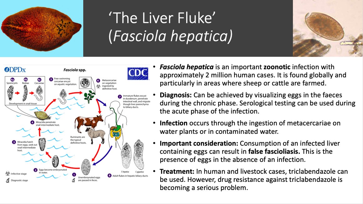 Shannan_tropmed's tweet photo. On the ninth day of Christmas I give to you Fasciola hepatica. #12WormsofChristmas #Fasciola #LiverFluke 🪱 https://t.co/sakQFpucEg