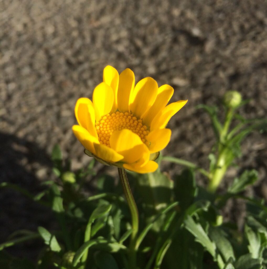 murasaki_hana_'s tweet photo. おはようございます😊🌿
ムルチコーレ
無垢な心で
やさしくまるく
微笑んで🤗
ゆえに
騙されやすくも🥺🌼
またそれも😌
生きた証となって🙃💕
皆さまが今日も笑顔たくさんの
素敵な一日になります様に...
#Multicaule #YellowDaisy
#Chrysanthemum👾🌼 https://t.co/daMkv9Do5H