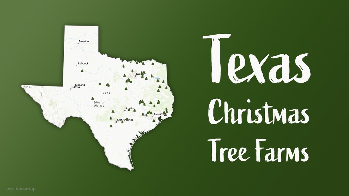 TXForestService's tweet photo. Do you know where in Texas there are Christmas tree farms? Find out more at https://t.co/Y66KKmakcZ.

#MonthlyMapMonday #MapMonday https://t.co/QqStHuxd6J