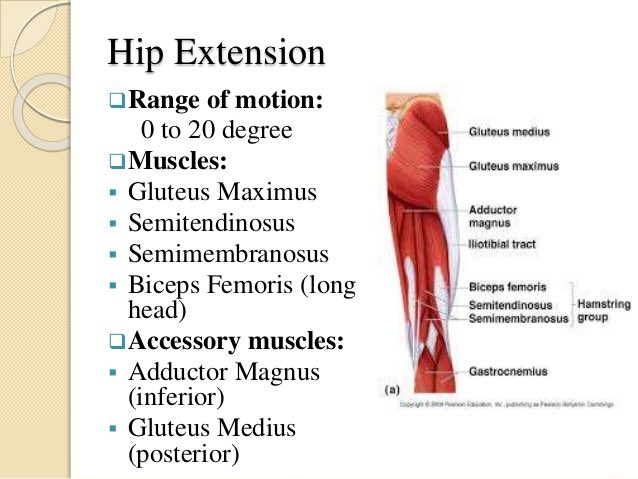 Conor Harris в Twitter: &quot;torque in the body which also increases the  metabolic cost of standing, so your body will be spending more energy to  keep you upright against gravity (Neumann, 2010).