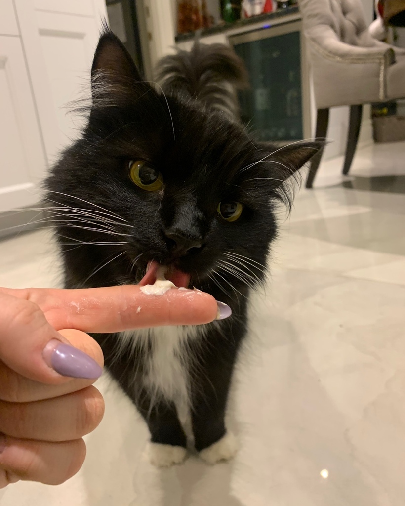 NO MORE HAIRBALLS! 😺 Elvis really loves licking his salmon-flavoured treat that stops #hairballs for #cats 😻

#thepack #catvisit #cutie #blackcat #treat #fluffy #furball #kitty #yummy #FishTreats