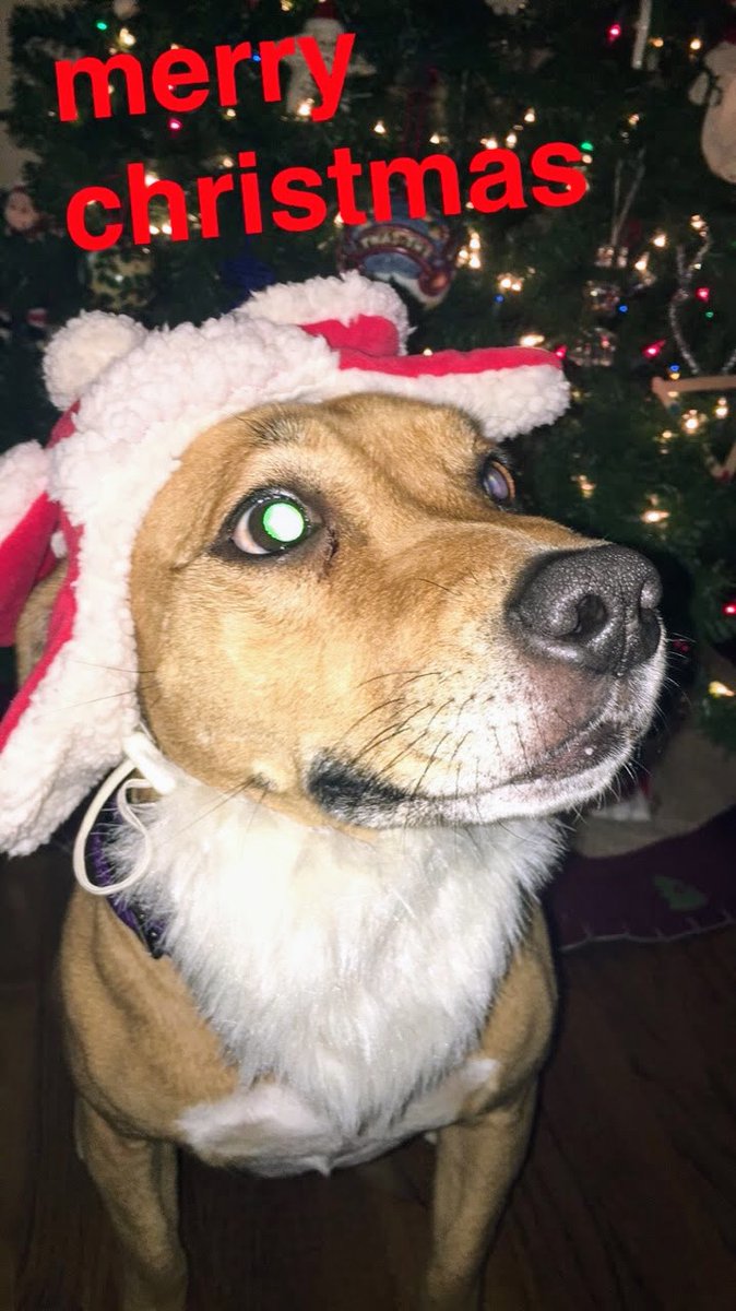 sertl's tweet photo. @dog_rates @bestfriends @Trupanion https://t.co/8W6YKh0xMg
