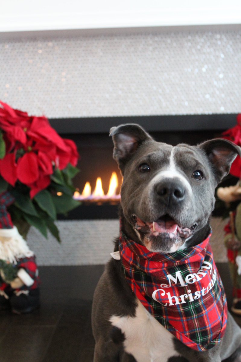 Music_Kaylee's tweet photo. @dog_rates @bestfriends @Trupanion https://t.co/fAfElvlY81