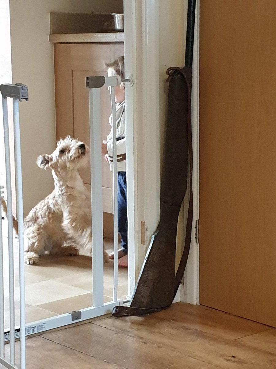 Evening guys! This my best friend and my humans mini human! We lovely to have cuddles and run around the house together 🐾🐾🐾🐾

(P.S. that's not a real gun!)
