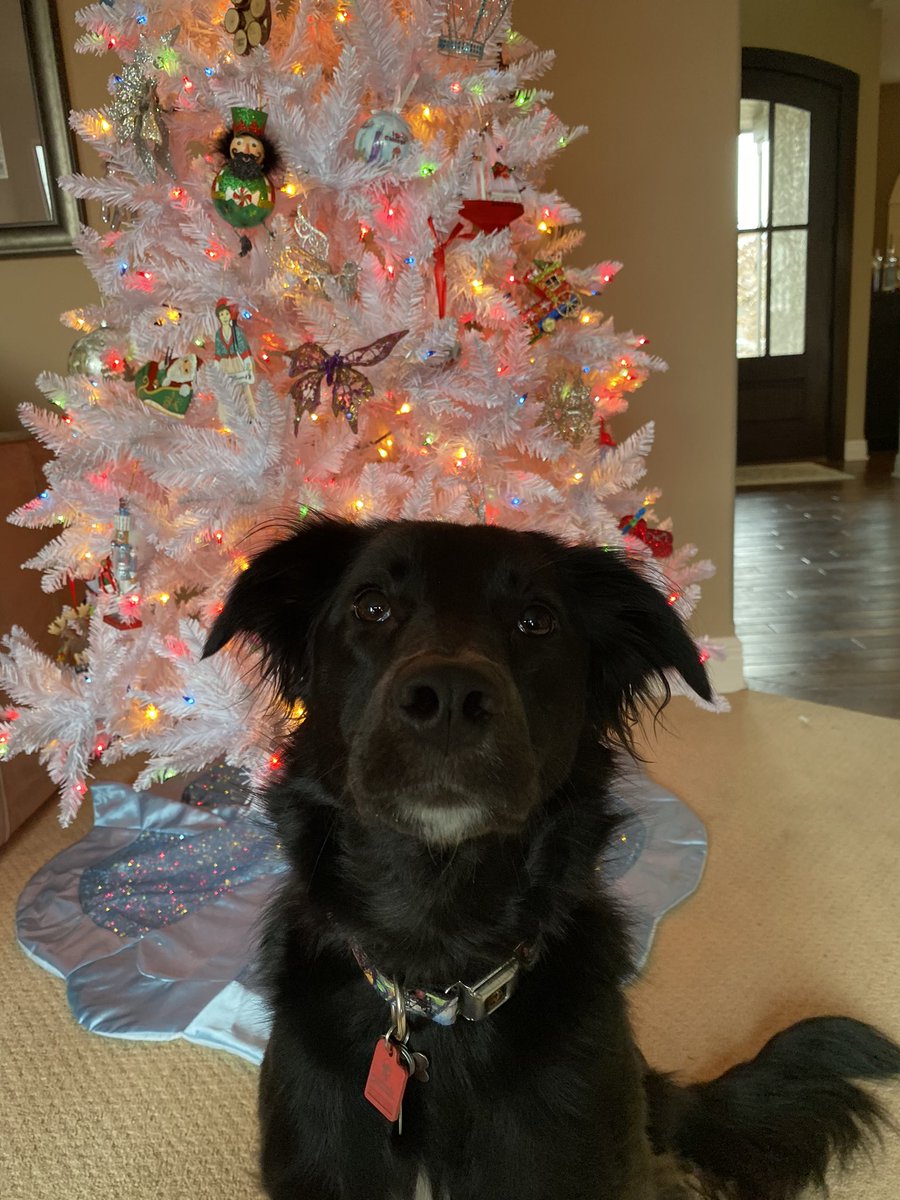 ragona25's tweet photo. @dog_rates @bestfriends @Trupanion Festive pup for charity! https://t.co/xBVKmNffnJ