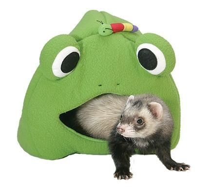 Ferrets4Elaina's tweet photo. RUN! the frogs are attacking @Elaina_Exe https://t.co/XjaulvhKJ0