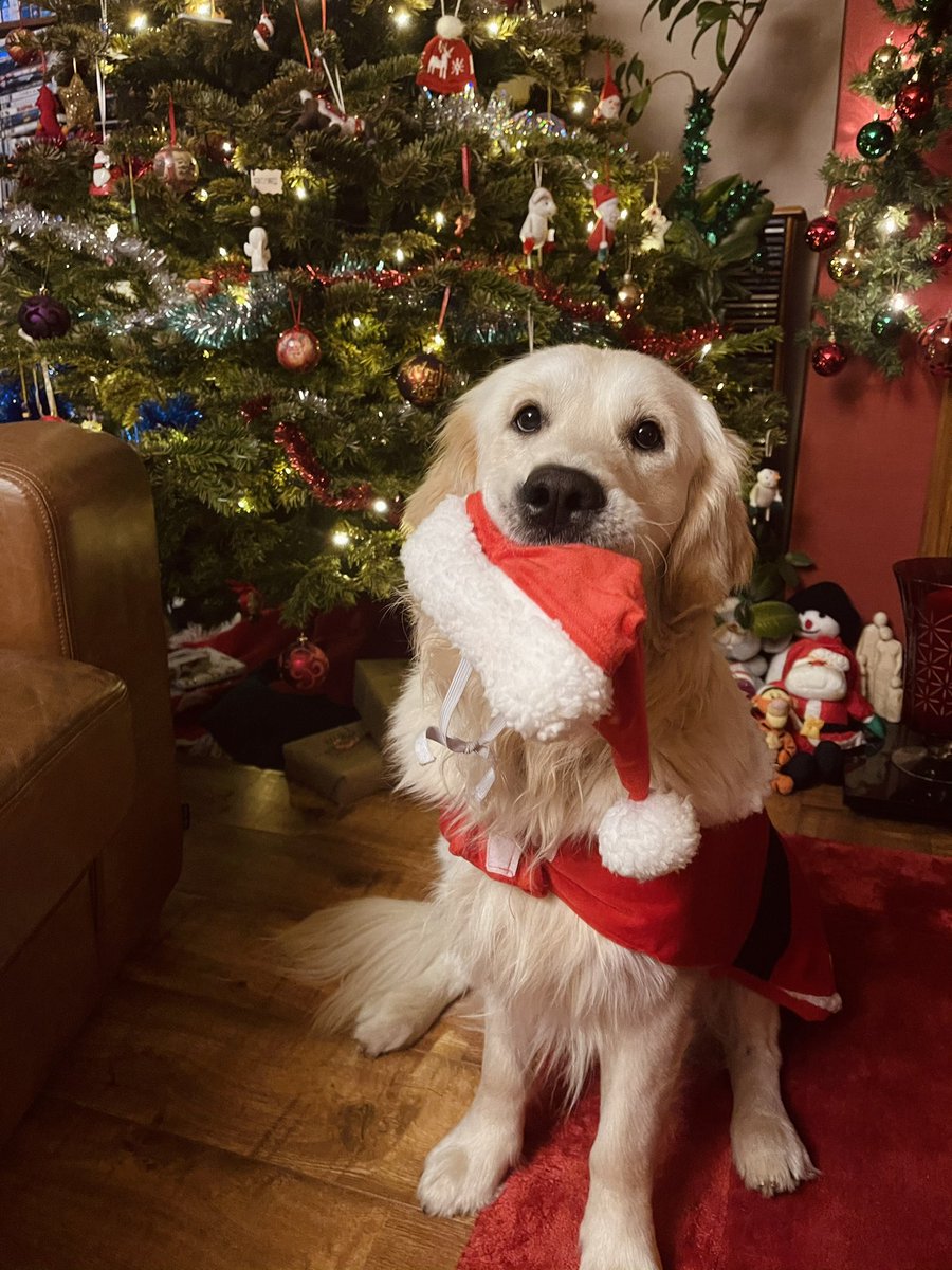 ailishlockerbie's tweet photo. 1yr on my wee angel pie’s all grown up😭💖💖 (my mum likes tacky decorations don’t judge hahaha) https://t.co/6WAUzlG4co