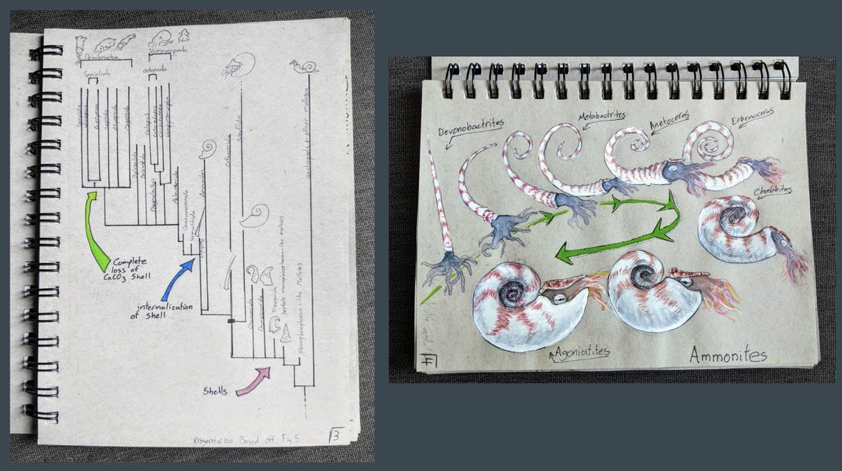 EvoSarah's tweet photo. I want to brag about one of my students, Lizy Bean (shared with her permission). I give students a lot of flexibility on what they want their term project to look like. She decided on a Haeckel inspired naturalist journal on Cephalopod evolution and she absolutely nailed it. https://t.co/LqiCjJBV2r