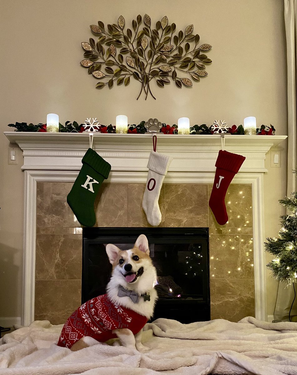 jennyc814's tweet photo. @dog_rates @bestfriends @Trupanion Oliver and his sweater are ready for Christmas https://t.co/boSzOkPnIm