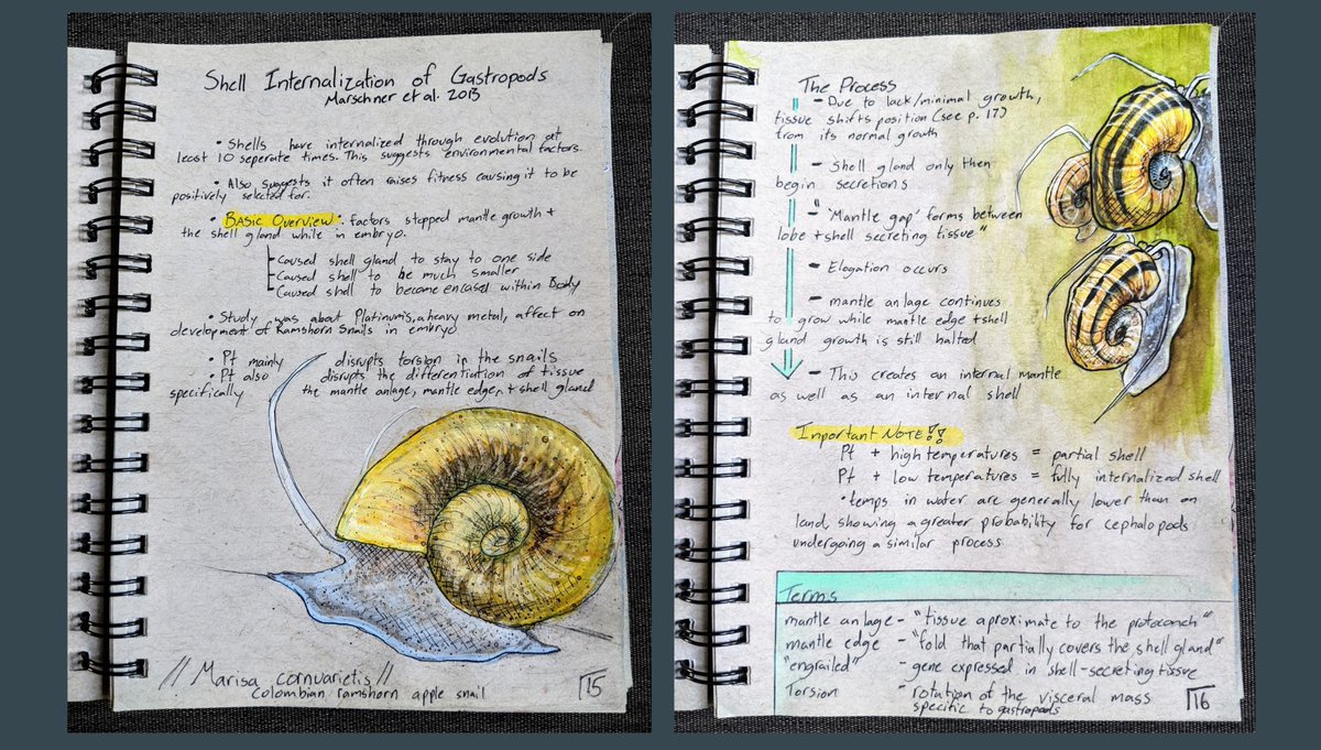 I want to brag about one of my students, Lizy Bean (shared with her permission). I give students a lot of flexibility on what they want their term project to look like. She decided on a Haeckel inspired naturalist journal on Cephalopod evolution and she absolutely nailed it.