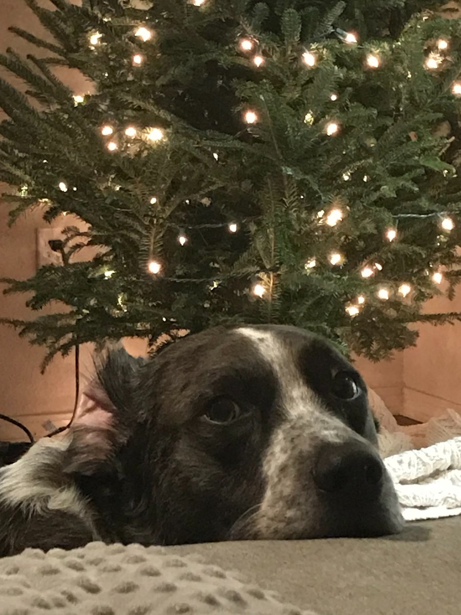 megndale7's tweet photo. @dog_rates @bestfriends @Trupanion Flipped ears are festive, right? https://t.co/KH6zV3CnC2