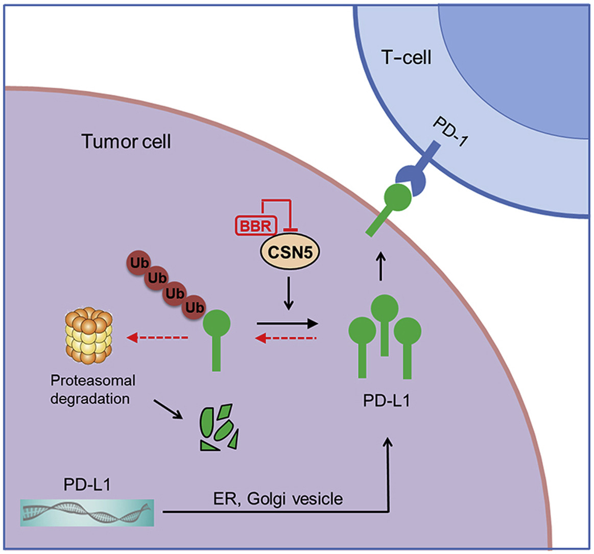 ActaPharmSinB's tweet photo. OriginalArticle✍️#Berberine diminishes cancer cell #PDL1 expression and facilitates antitumor #immunity via inhibiting the #deubiquitination activity of #CSN5.
BBR selectively bound to the glutamic acid 76 of CSN5 and caused degradation of PD-L1 in #NSCLC https://t.co/KsXzwXTomR. https://t.co/PPGaLtChSl