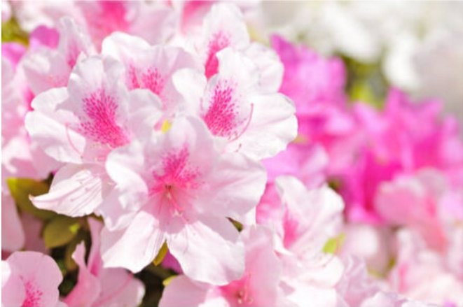 豪徳寺修太郎 そらさんおはよう 良い１日をお過ごしください 今日も姫吉