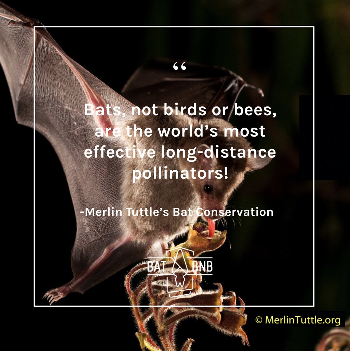 thebatbnb's tweet photo. Did you know that bats, not birds or bees, are the world's most effective long distance #pollinators? 🌸🦇

📸@MerlinsBats 
#ecosystemservices #polinate https://t.co/OzM1VnsdCl
