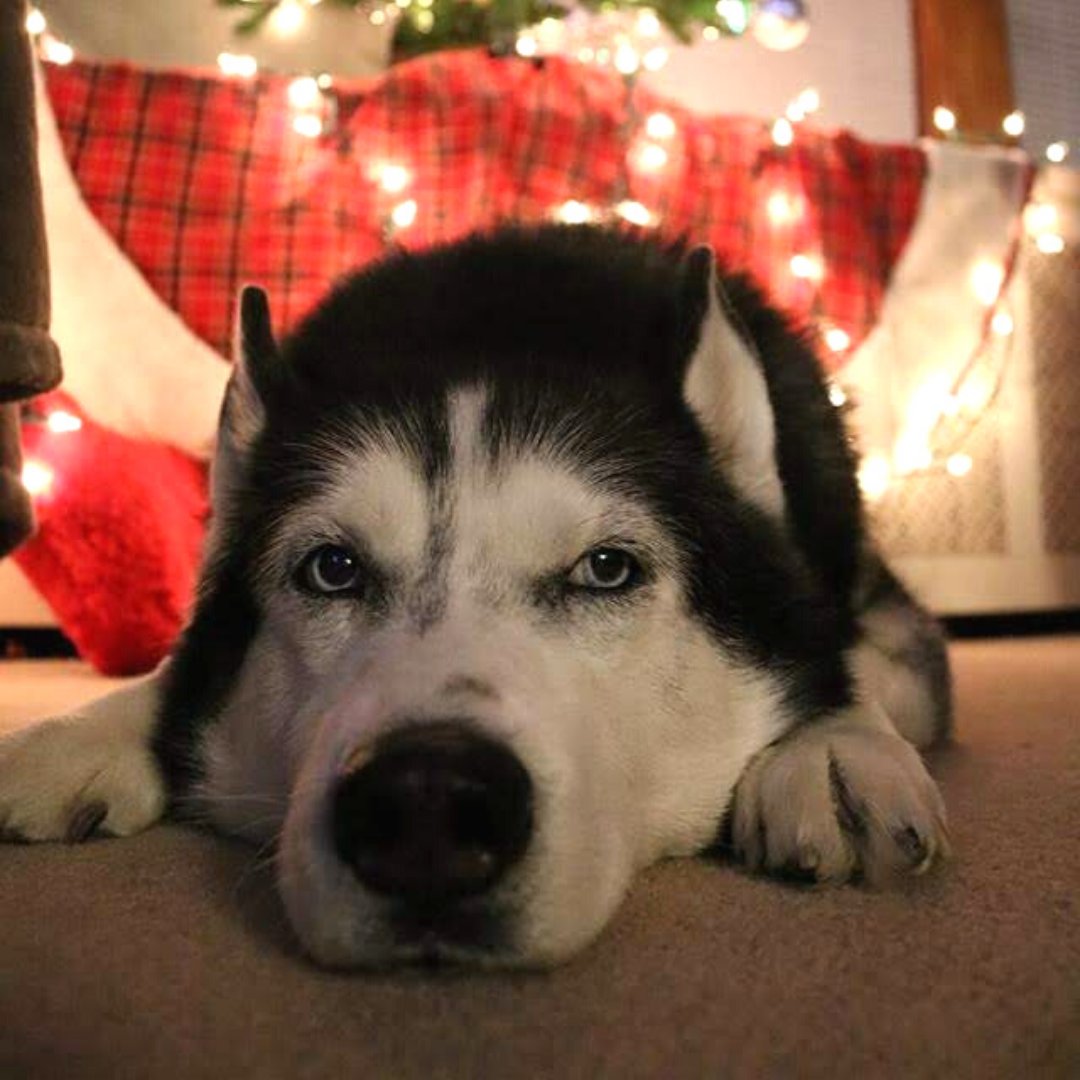 Buddy can't believe his mom won't let him open all his presents before the holidays...

Give your pet the gift of #petinsurance this year! Get a FREE quote and discover the numerous perks of becoming a member of the #PrudentPetFam today: bit.ly/free-pet-insur…