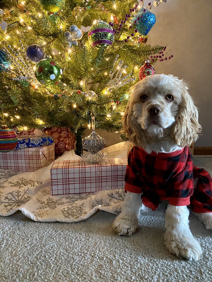 MorganShea24's tweet photo. @dog_rates @bestfriends @Trupanion https://t.co/3jIUlQyPe9