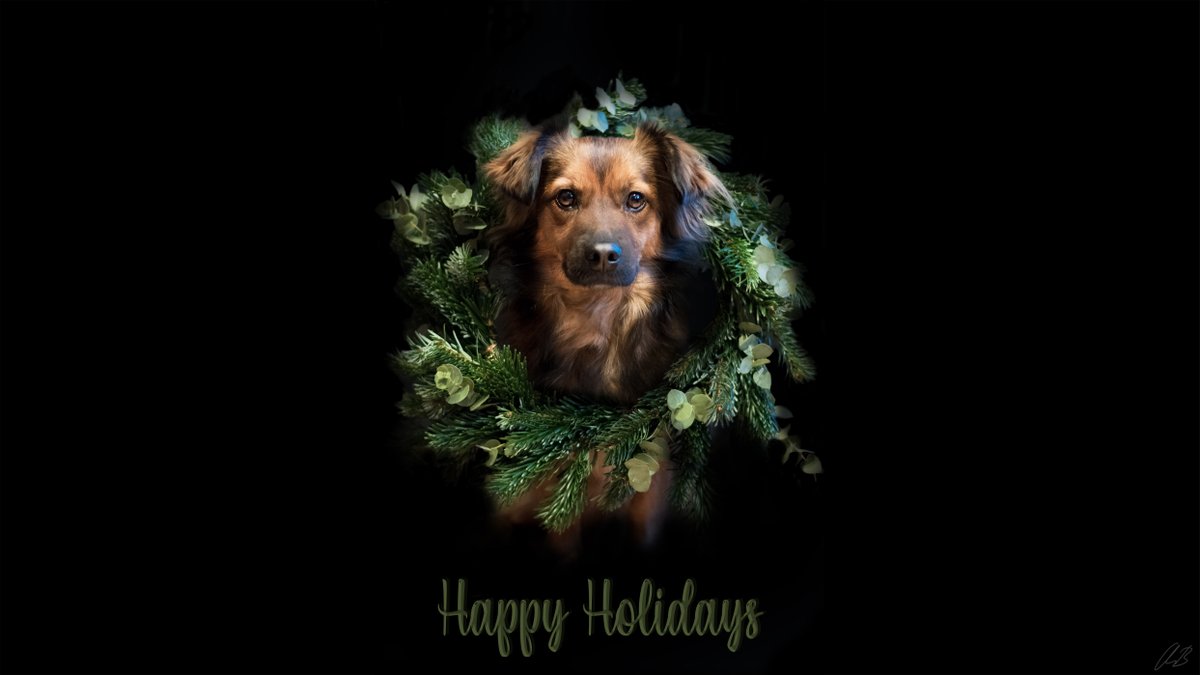 isls2021's tweet photo. Wishing you Happy Holidays and a wonderful New Year. Best wishes from the ISLS 2021 Organizing committee! #ISLS2021 #PetsofISLS @islsnews https://t.co/GqtBLwP7Ow