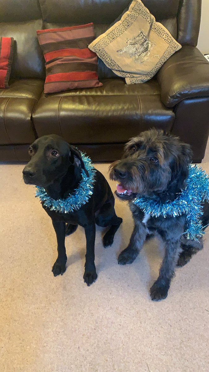ca_chamb's tweet photo. @dog_rates @bestfriends @Trupanion Ralph &amp; Mina x https://t.co/UD2a0sn7ry