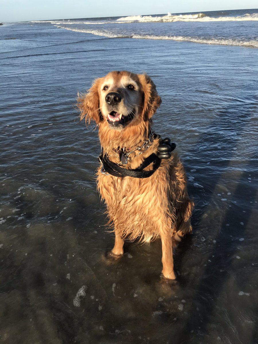 thatprofessor's tweet photo. @dog_rates @bestfriends @Trupanion https://t.co/ZXhm5aPUO3