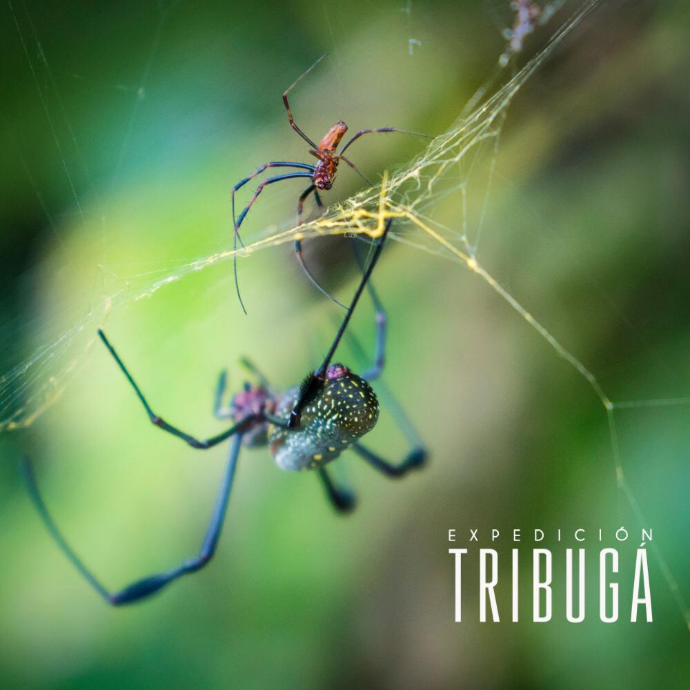 exptribuga's tweet photo. El Golfo de Tribugá alberga ecosistemas e interacciones inexplorados, comunidades que viven en equilibrio con su entorno, y una de las riquezas más grandes de este país: una inmensa biodiversidad. 🕸🕷🌱
#noalpuertodetribuga
.
.
#Colombia #tribuga #savechoco #biodiversity https://t.co/YcYhkFdPrC