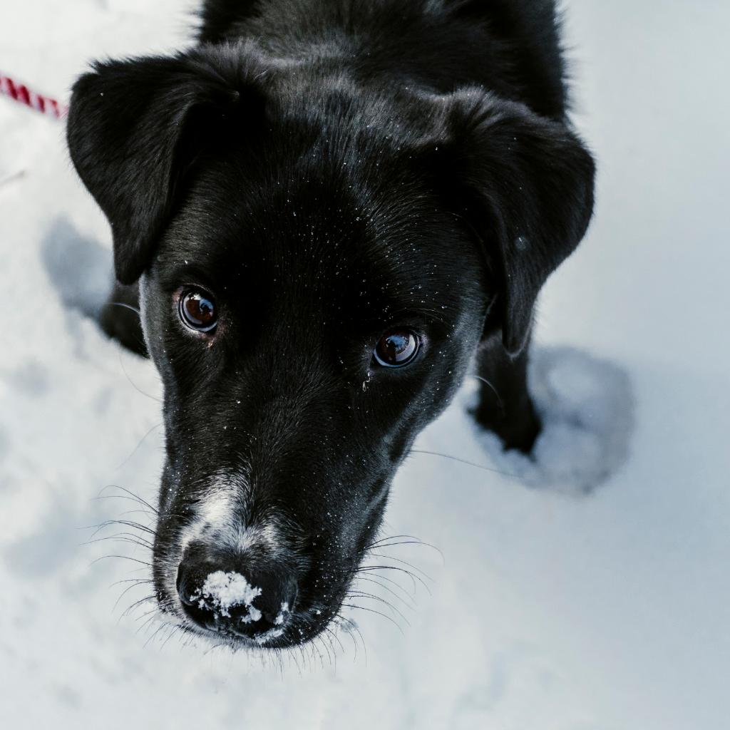 wellnesspetfood's tweet photo. While we've already experienced a few bouts of snow this month, let's give a warm welcome to winter. Despite being from Alabama, Porter (pictured here) absolutely loves jaunting around in the snow. Does your pup (or cat, perhaps) love the snow? ❄️ https://t.co/GVliaN1JkU