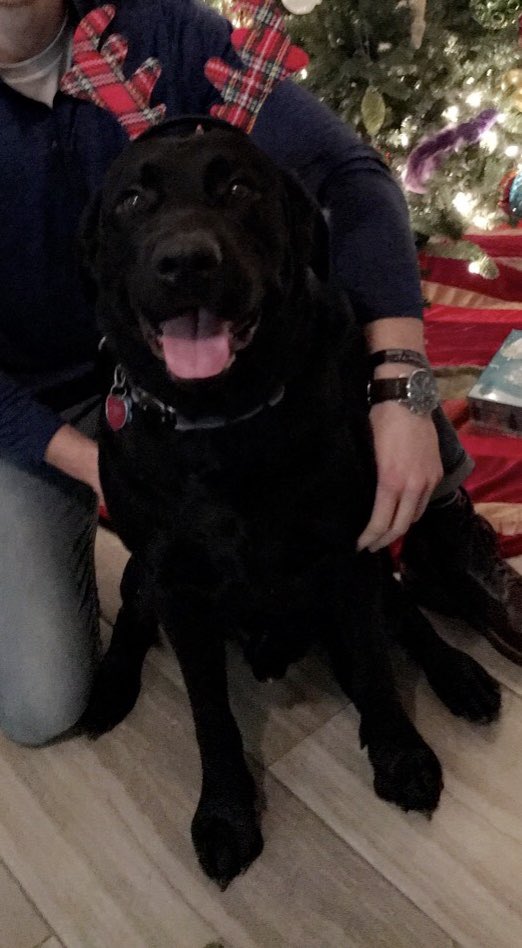 Jake_Kimbro's tweet photo. @dog_rates @bestfriends @Trupanion https://t.co/YpOHPZwobM