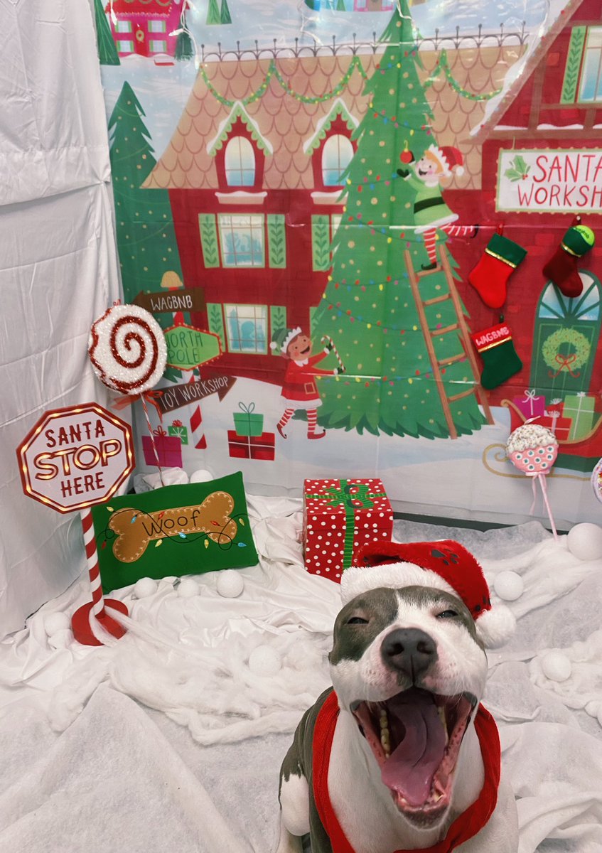 kinleydenae's tweet photo. @dog_rates @bestfriends @Trupanion she scream for Santa!🎅🏼 https://t.co/UWHGfKuKlJ