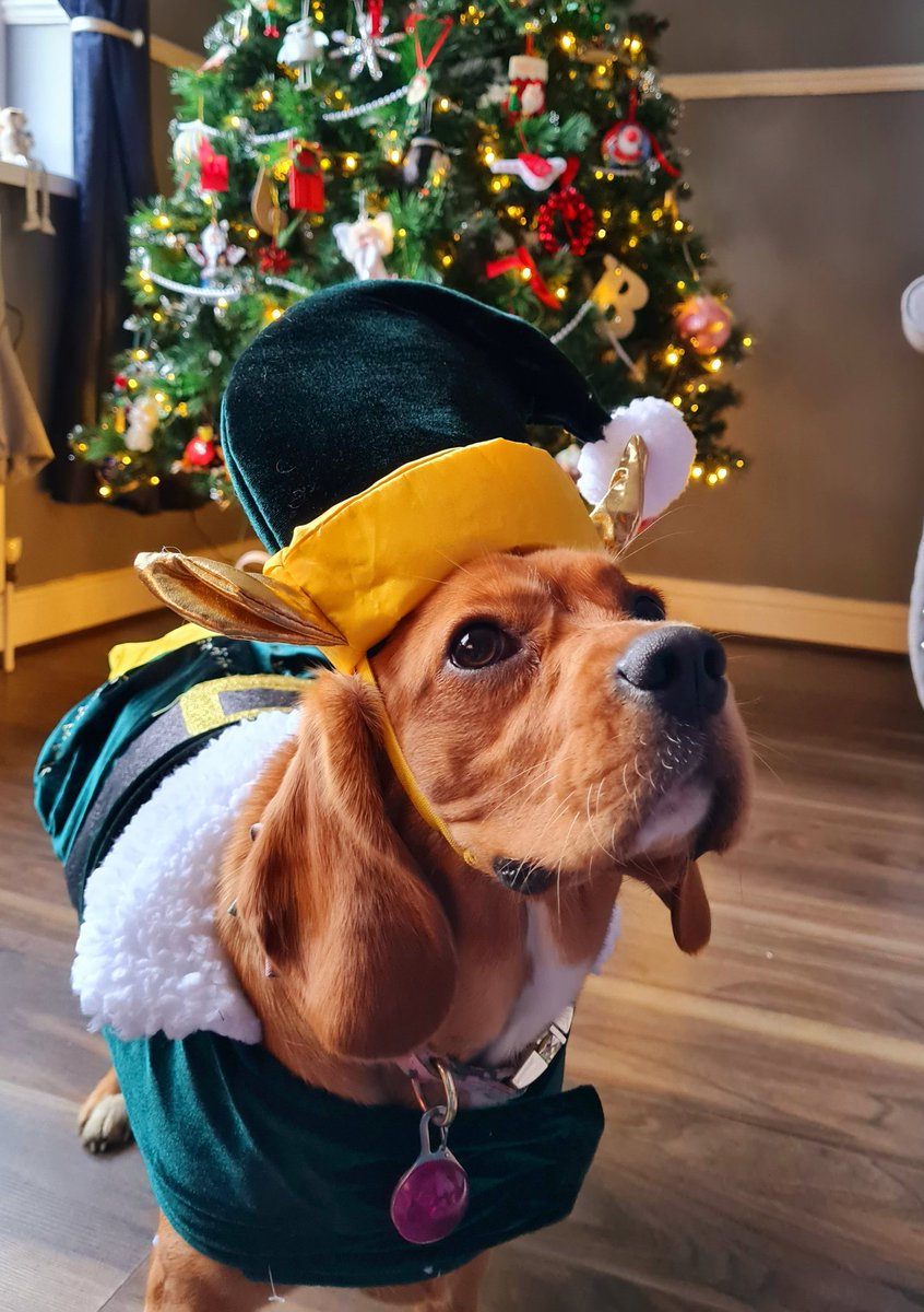 Lucyd_22's tweet photo. @lufallon Olive the Elf x https://t.co/BRH3F0HCnK