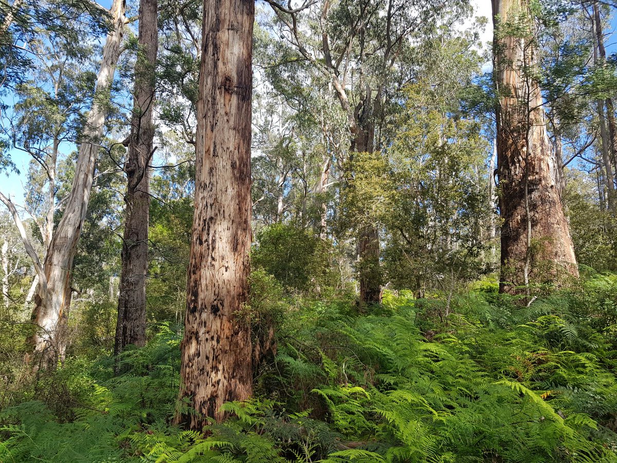 eastgippyforest's tweet photo. We've seen our community slowly recover after the devastating bushfires. Thank you to the folks who donated &amp; helped rebuild after the fires💚

Despite the challenges of this year we have a lot to be proud of, check out what we got up to this year here: https://t.co/Ci1Jcb2XUP https://t.co/yP90tMP63O