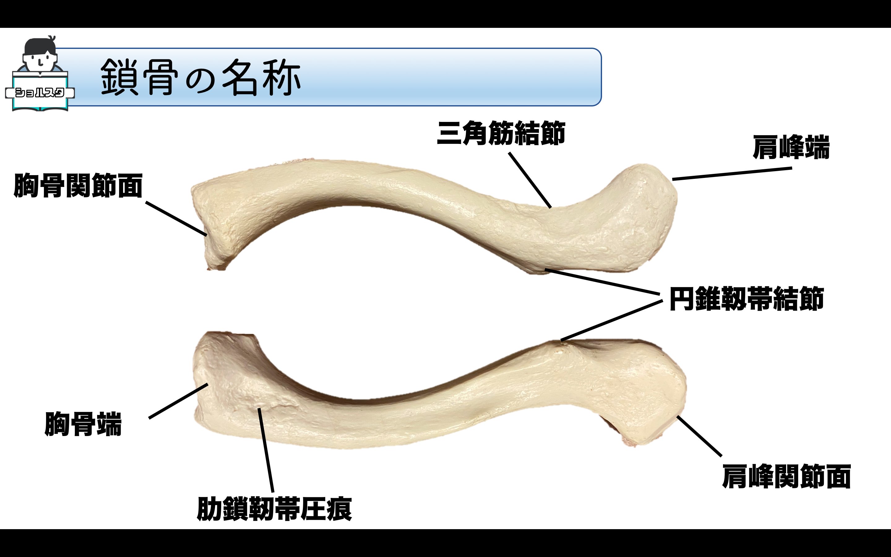 Shimizu Kota 肩関節機能研究会代表 鎖骨は骨の名称が意外と多いことを知っていますか そして筋や靭帯が豊富に付着する骨でもあります 今回はまず骨の名称からしっかりと覚えていきましょう 鎖骨骨折の際に骨の名称や部位を知っていると 骨折部位から
