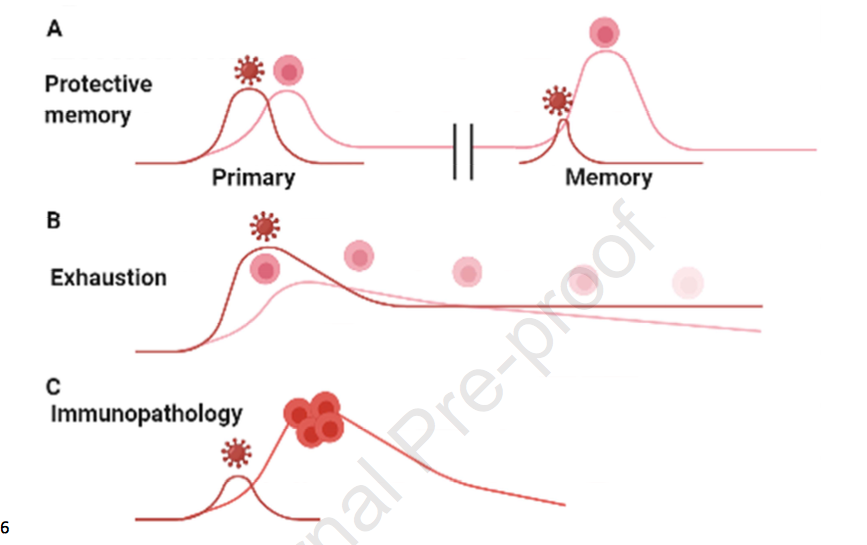 mmw_lmw's tweet photo. #T_Cell_Memory | Understanding #COVID19 | Stephen Jameson @UMNews @ImmunityCP https://t.co/E5Ggou2Mmt https://t.co/1ssuaHdanc