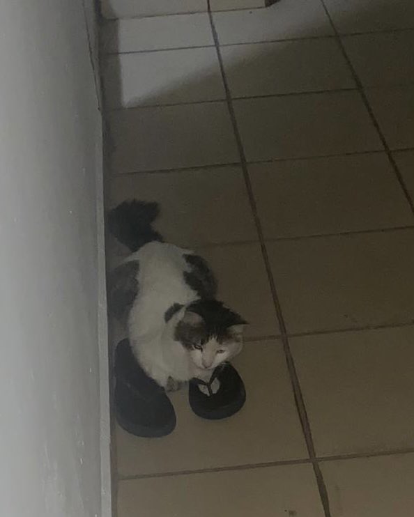 Cesarsalazard's tweet photo. Jajaja un gato con chancla https://t.co/07wZwEWBFB