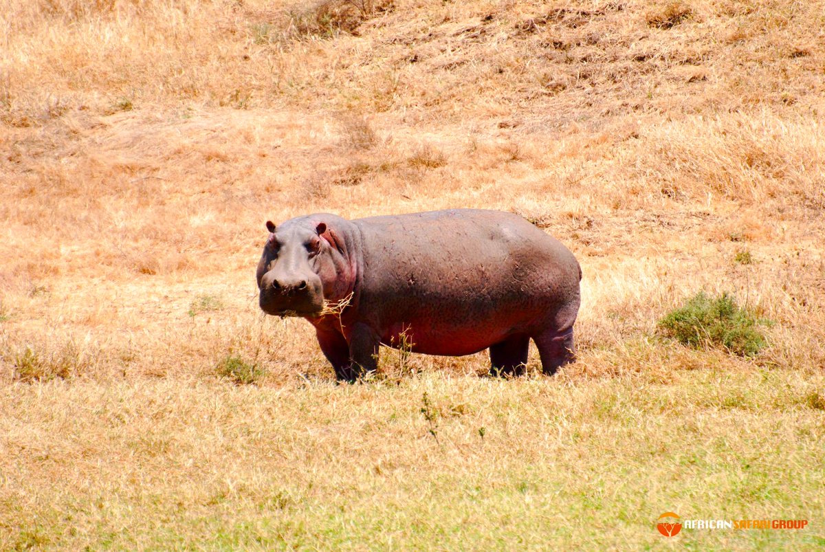African Safari Group tweet media