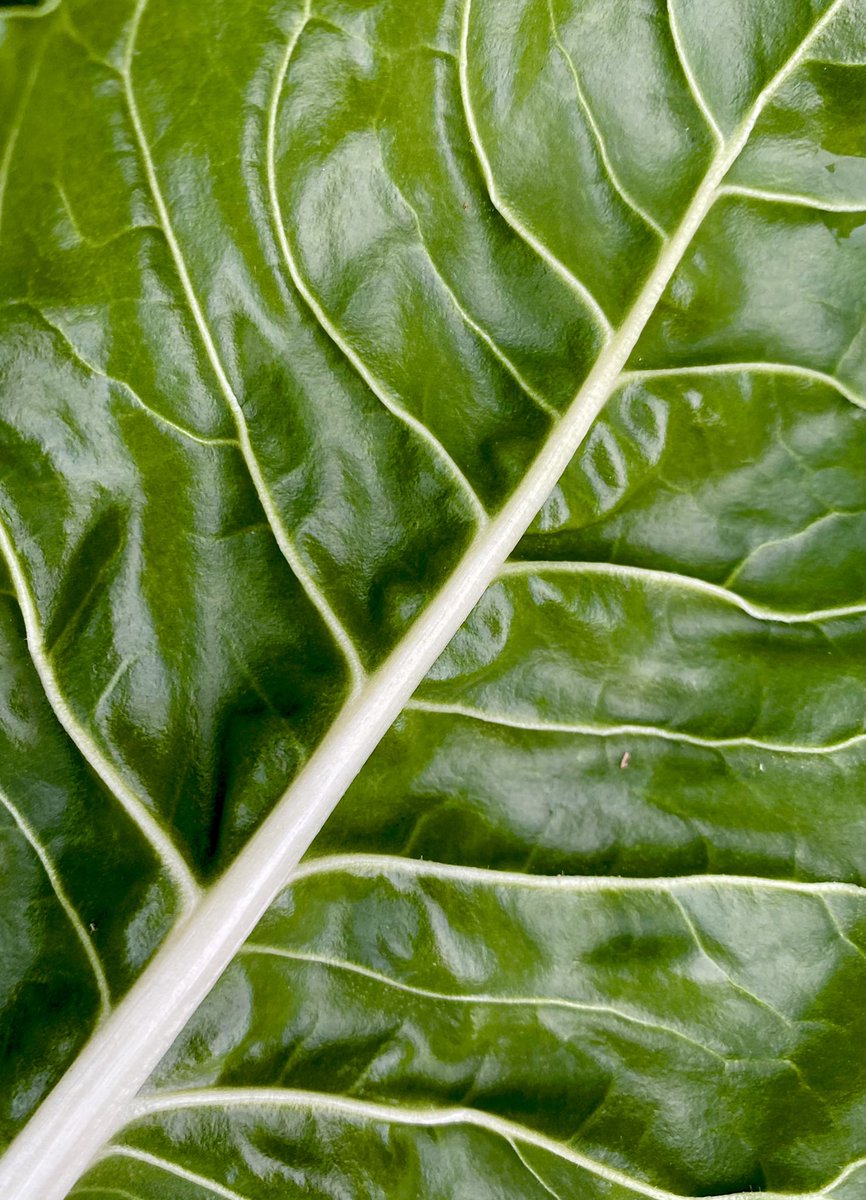 MowCow's tweet photo. @jencoleslaw Here is some happy nature shots and a random unfrozen Swiss chard leaf to cheer you on. Cat peed on my boots 🥾 so cannot share happy cat 😸 pics to cheer you up today. https://t.co/4Jt4D1CFqd