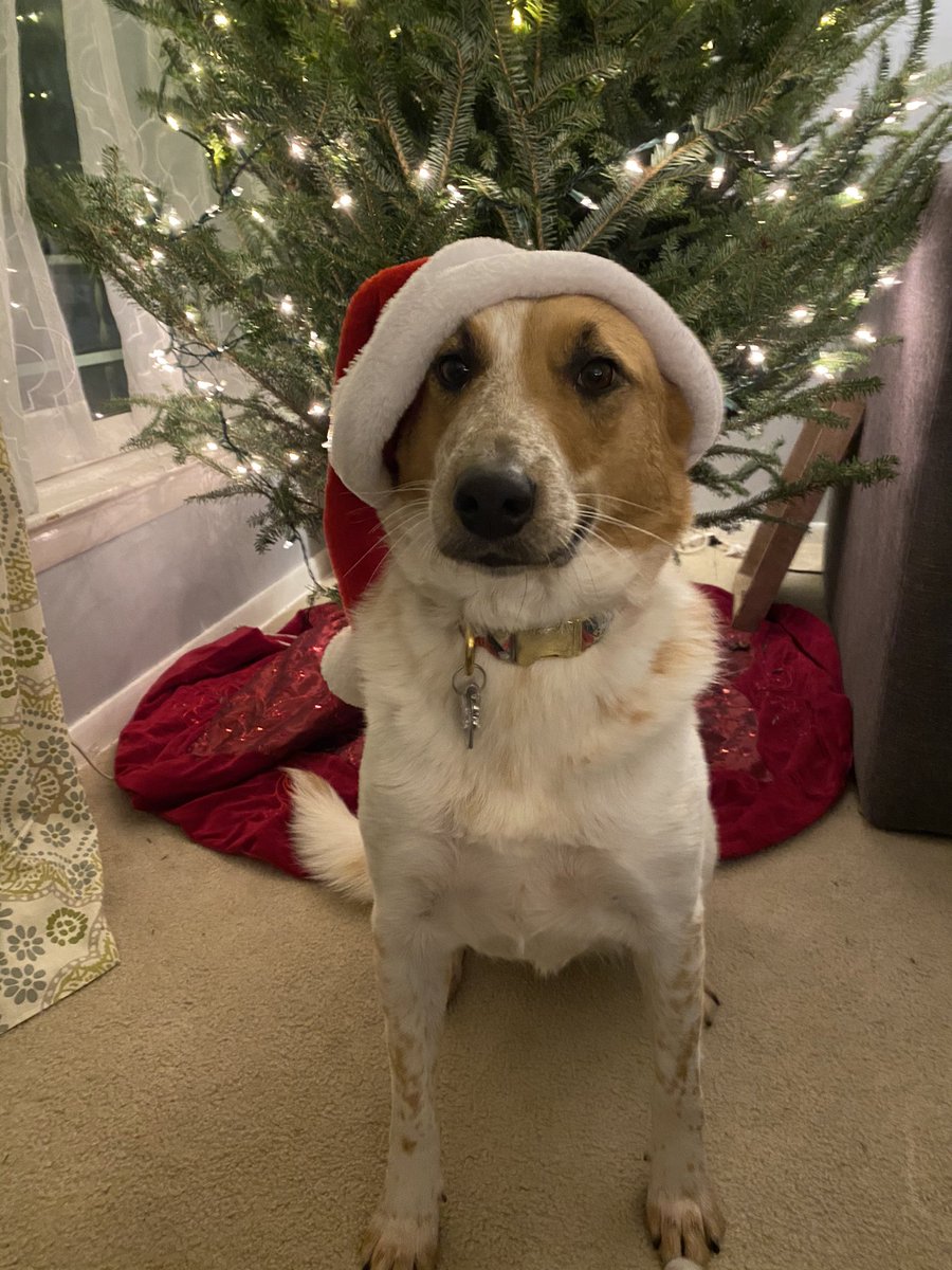 JenTolhurst's tweet photo. @dog_rates @bestfriends @Trupanion https://t.co/yHcKGsIGU1