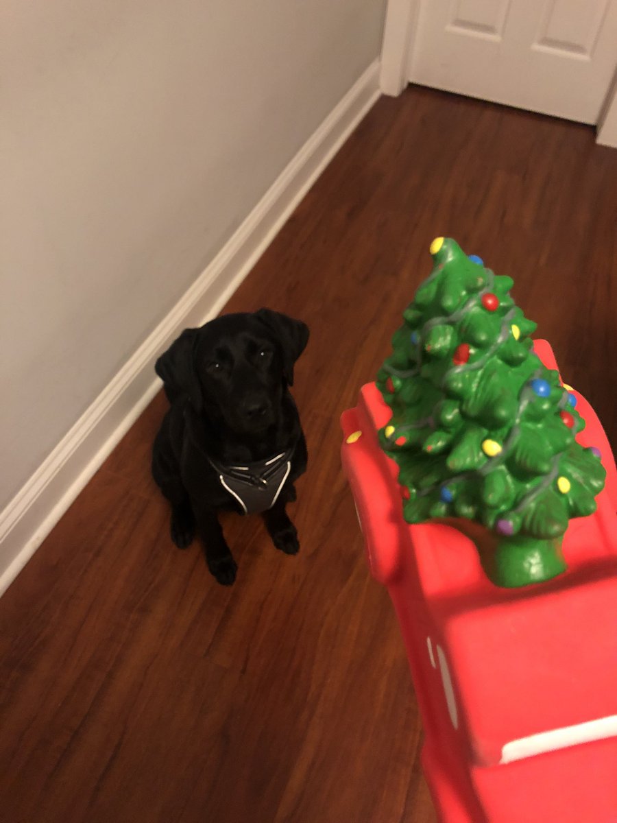 aedwards1002's tweet photo. @dog_rates @bestfriends @Trupanion Lucy is ready for the holidays! https://t.co/EXQx5AD1Tb