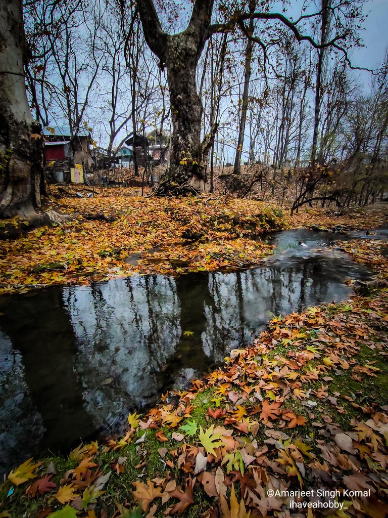ihaveahobby_'s tweet image. Days decrease and Autumn grows, Autumn in everything.🍁
#kashmir #chinarleaves #chinartree   #riverside  #autumncolours #landscapephotography #TwitterNatureCommunity #Anantnag #kashmiripandits #reflectionphotography  #shotonphone #realmeCommunity