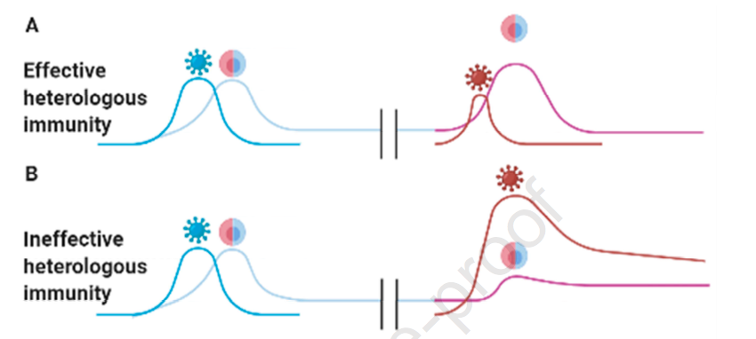 mmw_lmw's tweet photo. #T_Cell_Memory | Understanding #COVID19 | Stephen Jameson @UMNews @ImmunityCP https://t.co/E5Ggou2Mmt https://t.co/ltpJnYDuAA