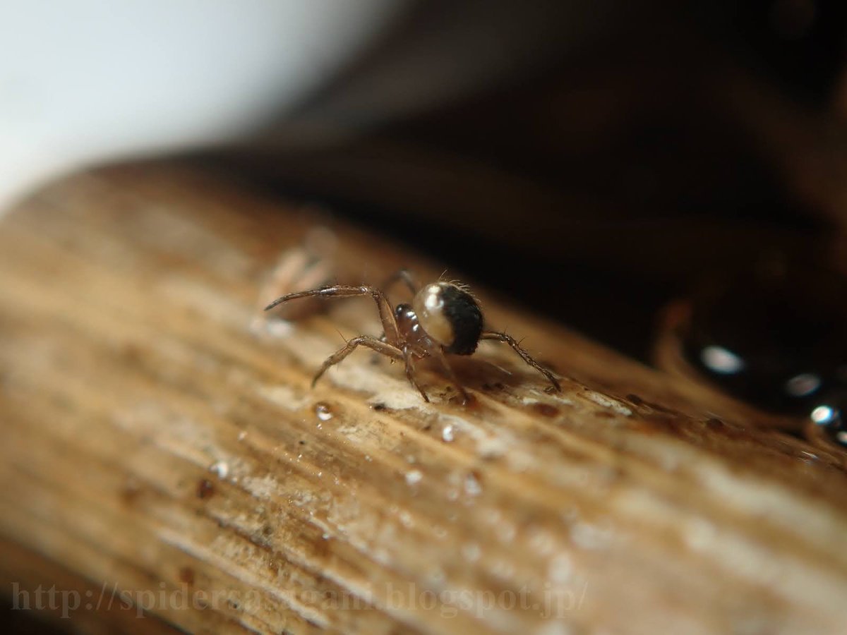 クモちゃん‼️ クモちゃん (@JunichiKumo) / Posts / X