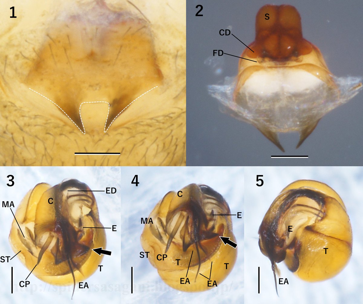 クモちゃん (@JunichiKumo) / Posts / X