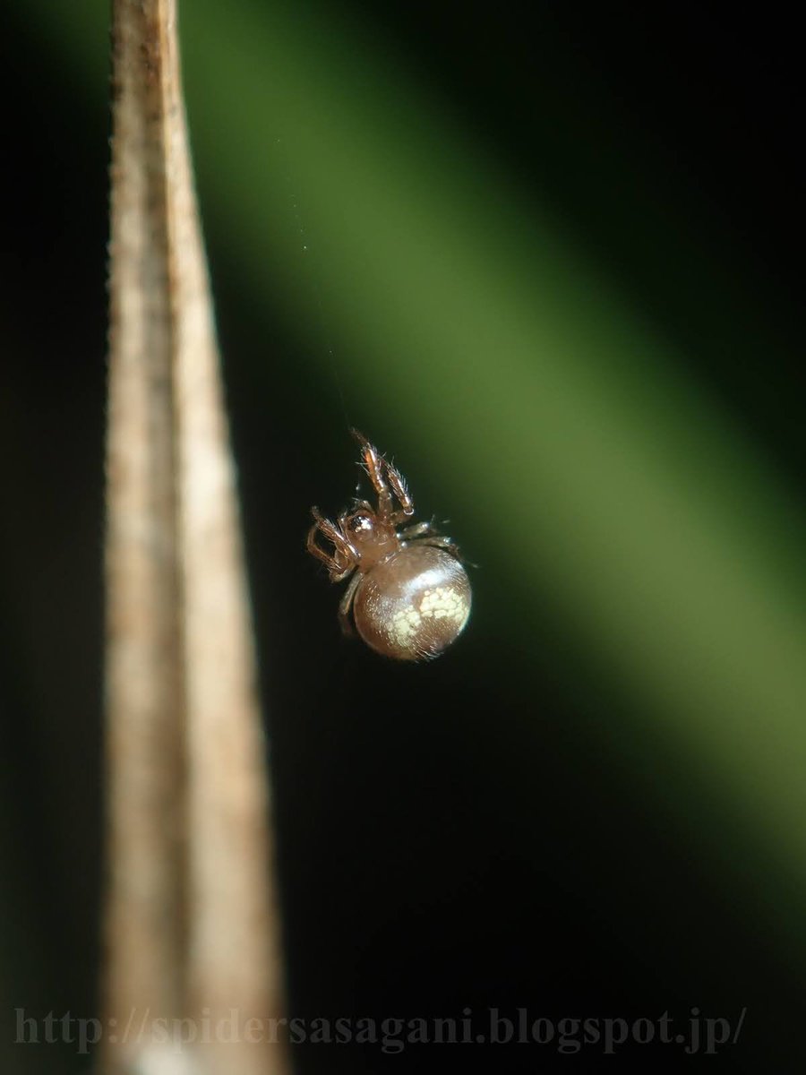 クモちゃん‼️ クモちゃん (@JunichiKumo) / Posts / X